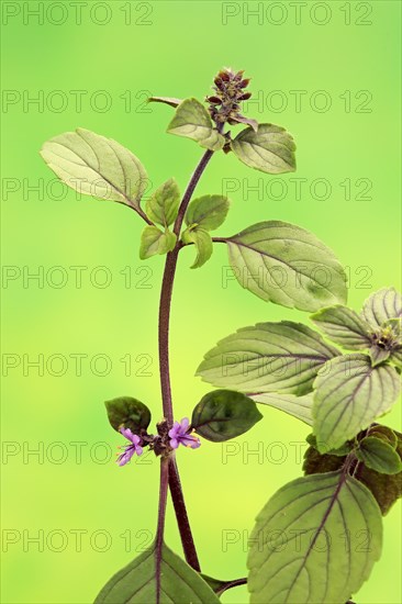 Shrub Basil (Ocimum basilicum) Magic Blue (Magic Blue)