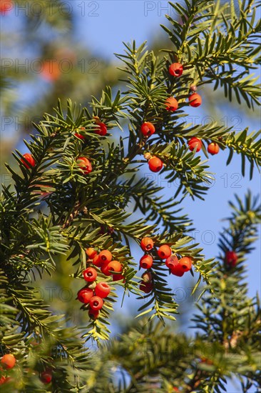 English yew (Taxus baccata)