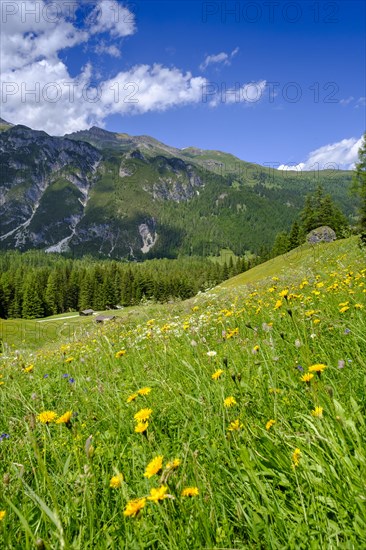 Alpine meadows of the Oberreinsalm