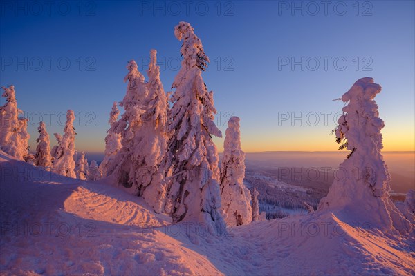 Sunset with snow-covered spruces