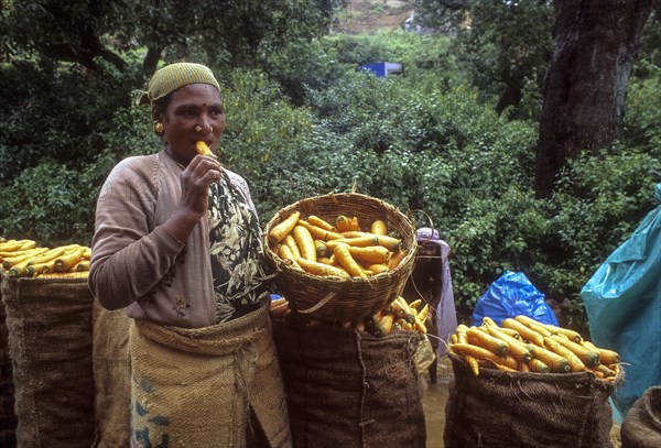 Worker Woman tasting Carrot at Ooty