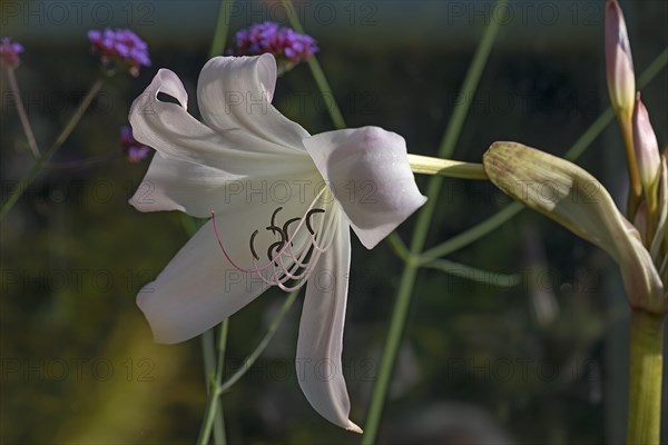 Belladonna lily (Amaryllis belladonna)