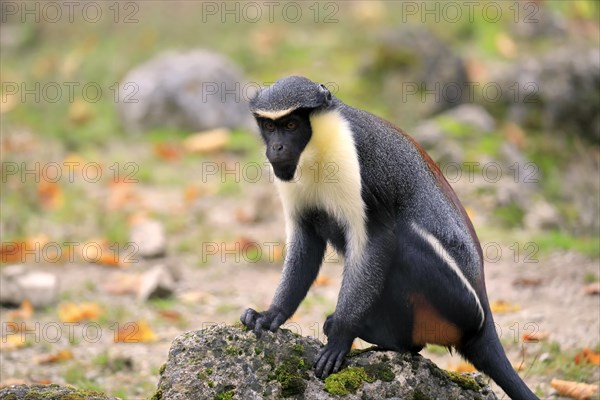 Diana guenon (Cercopithecus diana)