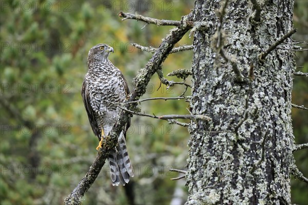 Northern goshawk (Accipiter gentilis)