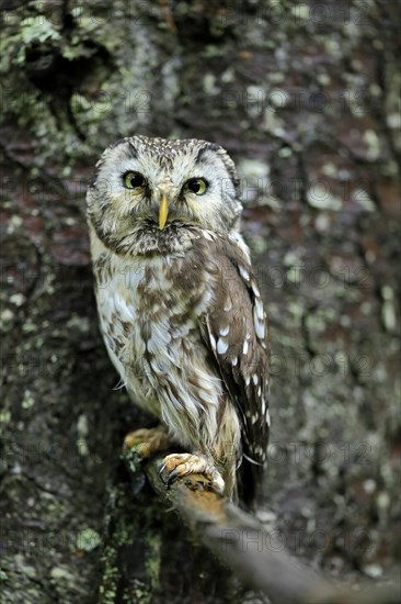 Tengmalm's owl (Aegolius funereus)