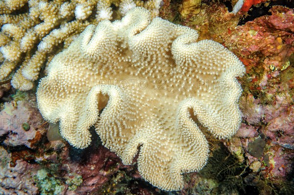 Leather coral (Sarcophyton glaucum)