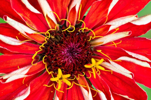 Flower of a Zinnia (Zinnia elegans)