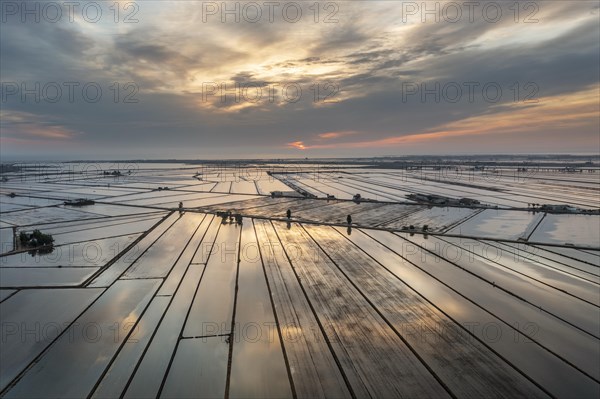 Flooded rice fields in May at daybreak