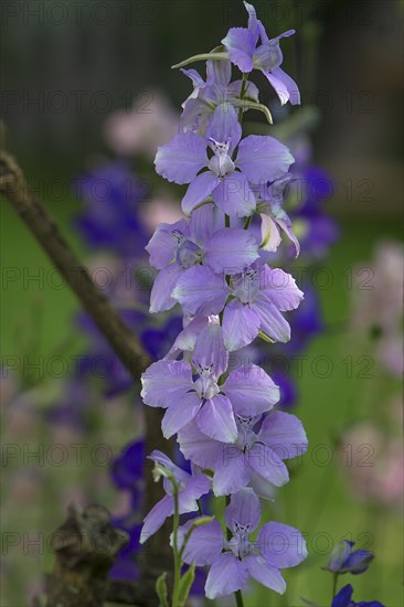 Wild forking larkspur (Consolida regalis)