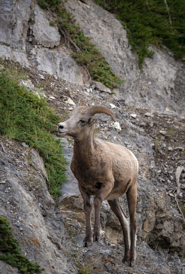 Bighorn sheep (Ovis canadensis) on a rock face