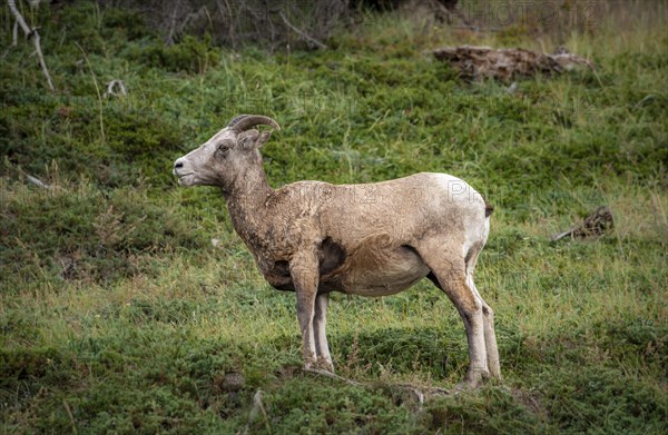 Bighorn sheep (Ovis canadensis)