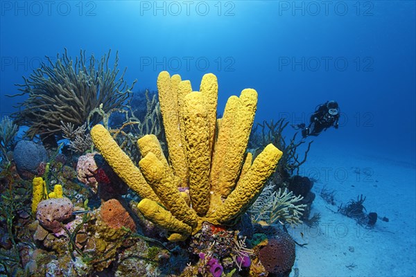 Coral reef with yellow green candle sponge (Aplysina fistularis)