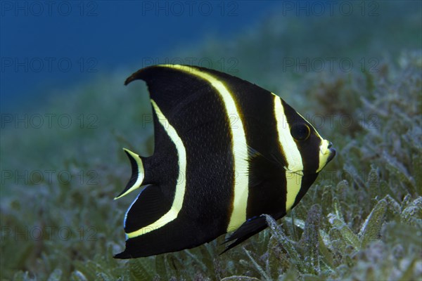 French Angelfish (Pomacanthus paru)