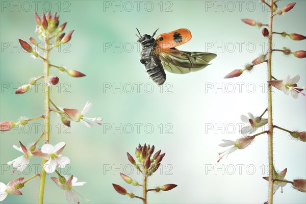 Willow Clytra (Clytra laeviuscula) in flight on the great Enchanter's nightshade (Circaea lutetiana)