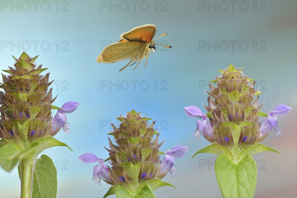 Essex skipper (Thymelicus lineola) in flight at the flower of a Common selfheal (Prunella vulgaris)