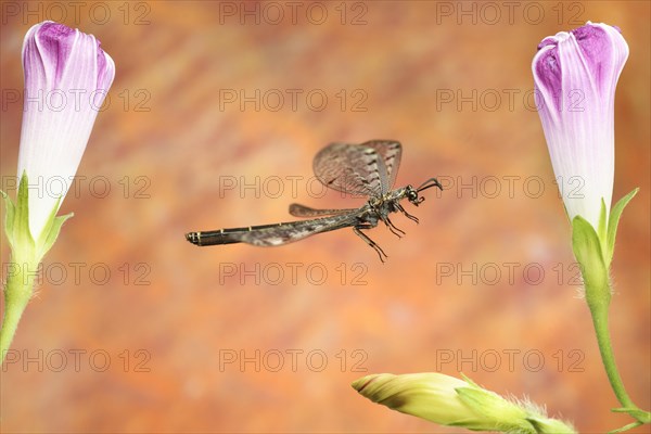 Euroleon nostras (Euroleon nostras) in flight at a (Ipomoea)