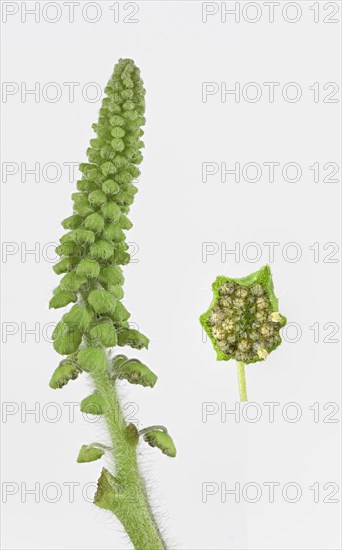 Common Ragweed (Common Ragweed)