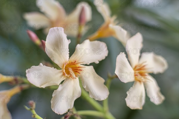 Flower of the Oleander (Nerium oleander)