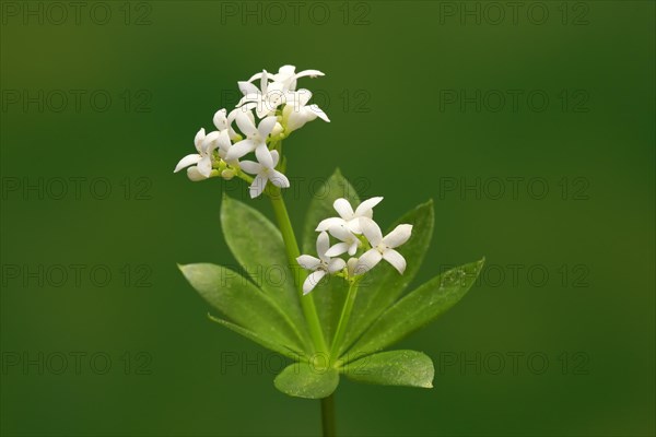 Woodruff (Asperula odorata)