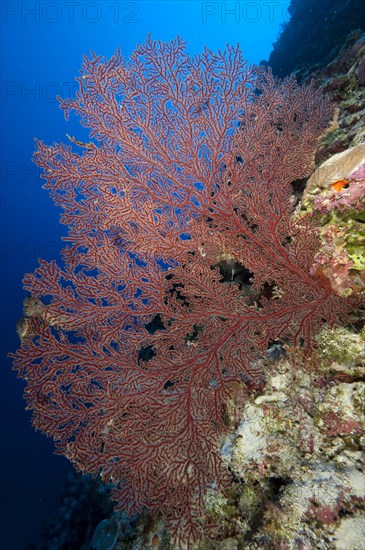 Orange Sea Fan (Acanthogorgia)