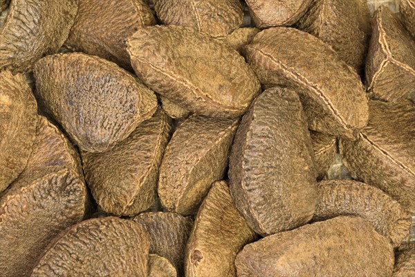 Brazil nut (Bertholletia excelsa)