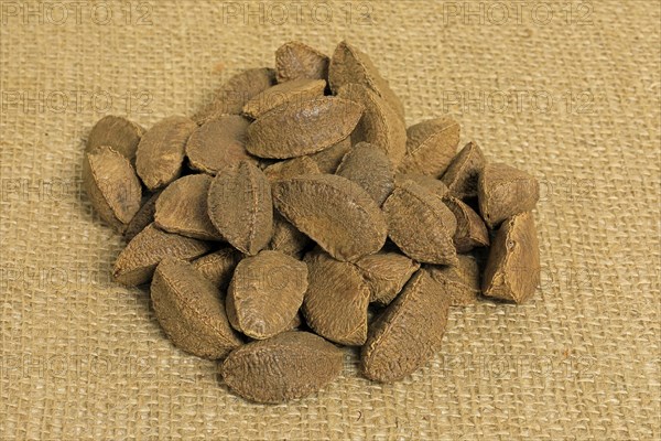 Brazil nut (Bertholletia excelsa)