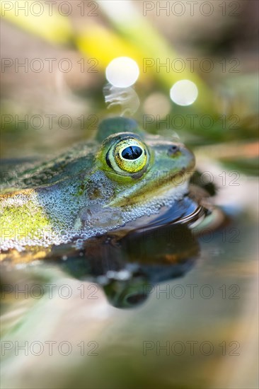 Pool frog (Pelophylax lessonae)