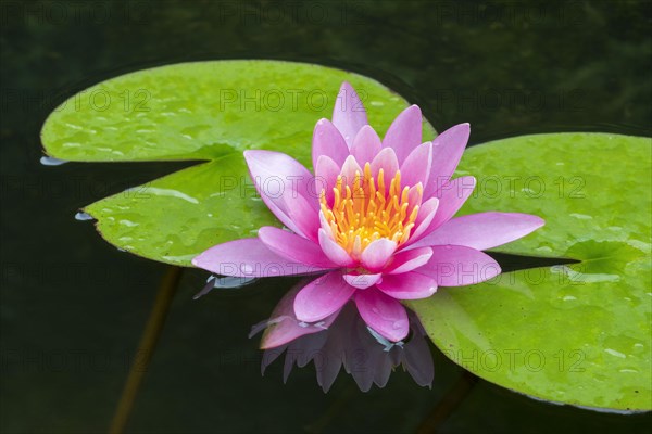 Pink water lily (Nymphaea Pink)