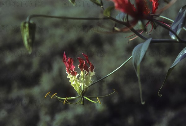 Glory (Gloriosa superba) lily