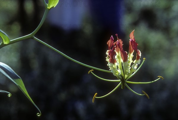 Glory (Gloriosa superba) lily