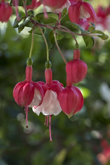 Fuchsias (Fuchsia) s