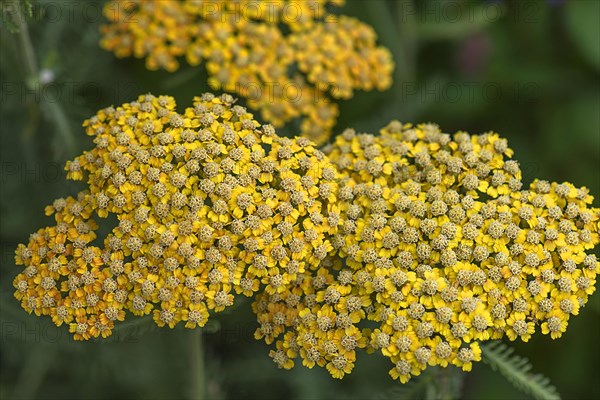 Yarrow (Achillea filipendulina)