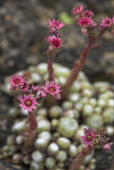 Flowers of Common Houseleek (Sempervivum tectorum)