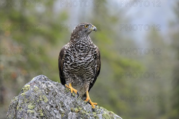 Northern goshawk (Accipiter gentilis)