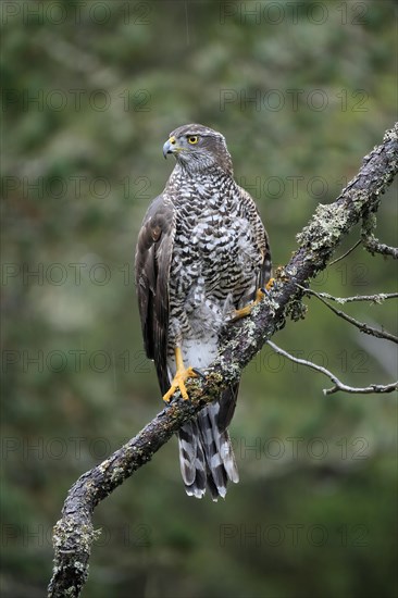 Northern goshawk (Accipiter gentilis)