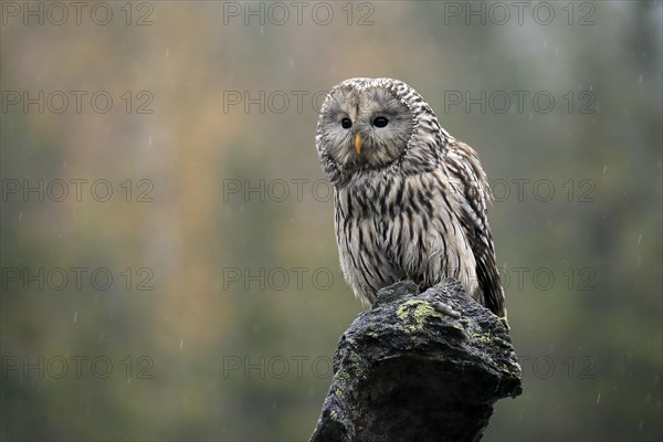 Ural owl (Strix uralensis)