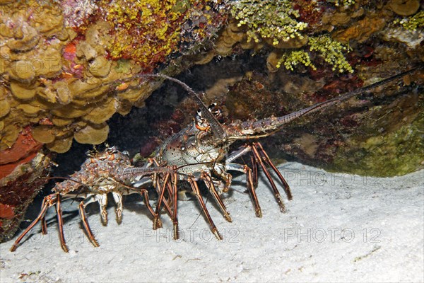 Caribbean spiny crayfish (Panulirus argus)