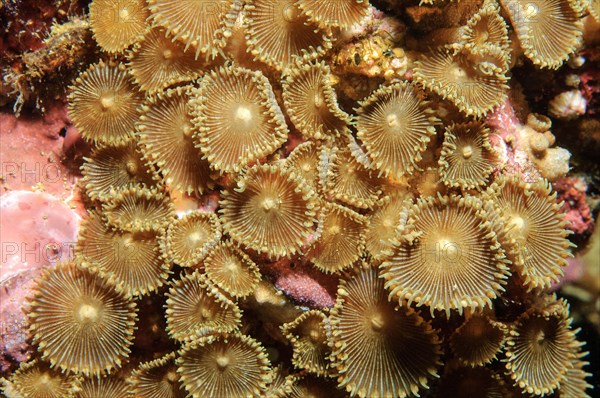 Button Coral (Palythoa mutuki)