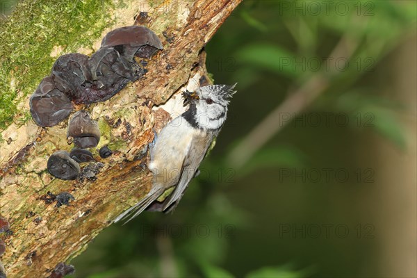 Crested tit (Parus cristatus) with food at the breeding cavity in an elder (Sambucus) trunk covered with Judas Ear (Auricularia auricula-judae) fungi