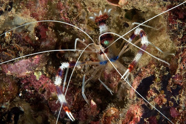 Banded Coral Shrimp (Stenopus hispidus)