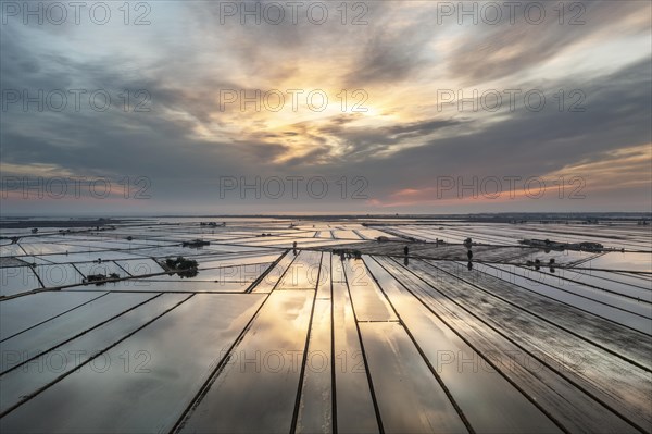 Flooded rice fields in May at daybreak