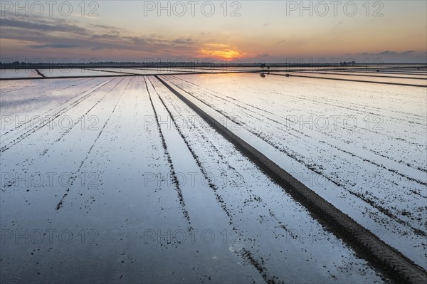 Flooded rice fields in May at sunrise