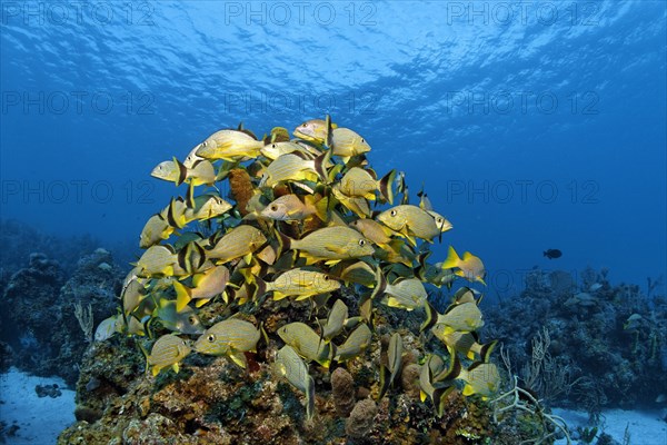 Shoal of blue-striped grunts (Haemulon sciurus)