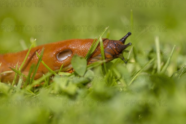 Red slug (Arion rufus)