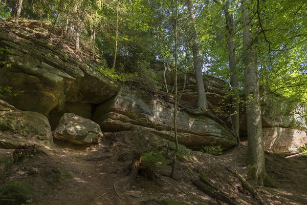 Spruce trees on the rocks in the Schwarzachklamm