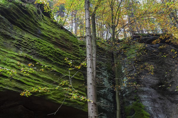 Spitzstein Gorge in the Kirnitzsch Valley