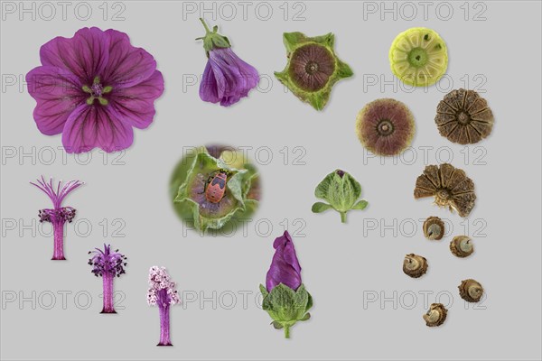 Moroccan wild mallow (Malva sylvestris subsp. subacaulis)