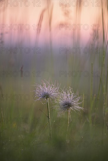 Pasque flower (Pulsatilla vulgaris)