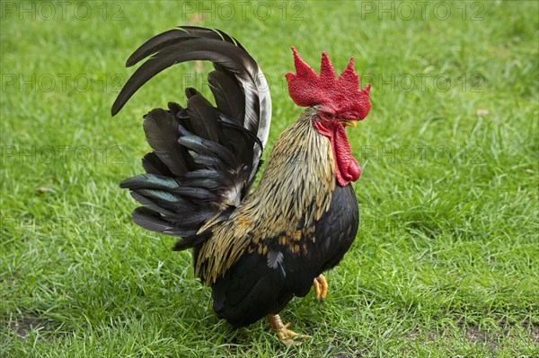 Bantam Cock