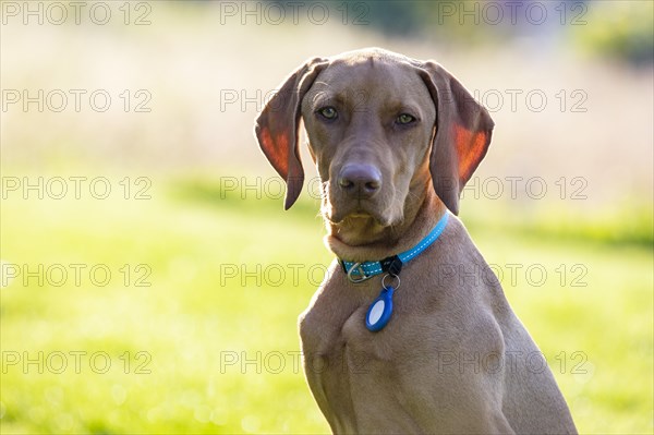 Vizsla puppy